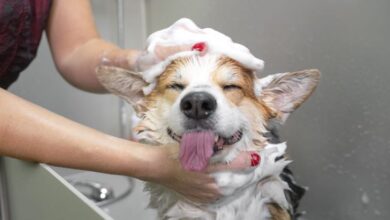 Guía de cuidados para perros que puedes hacer tú mismo