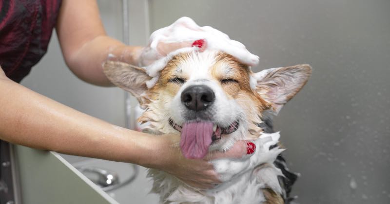 Guía de cuidados para perros que puedes hacer tú mismo