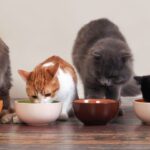 Alimentos peligrosos para los gatos