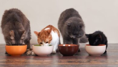 Alimentos peligrosos para los gatos