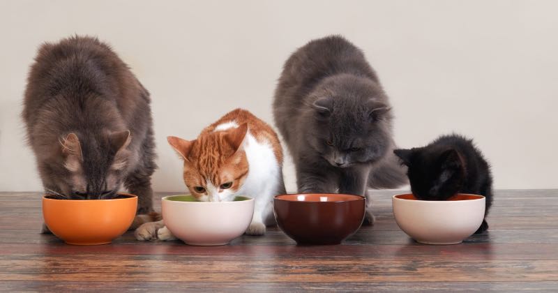 Alimentos peligrosos para los gatos