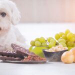 Alimentos peligrosos para perros