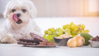 Alimentos peligrosos para perros