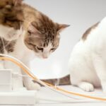 Cómo proteger su hogar de las mascotas