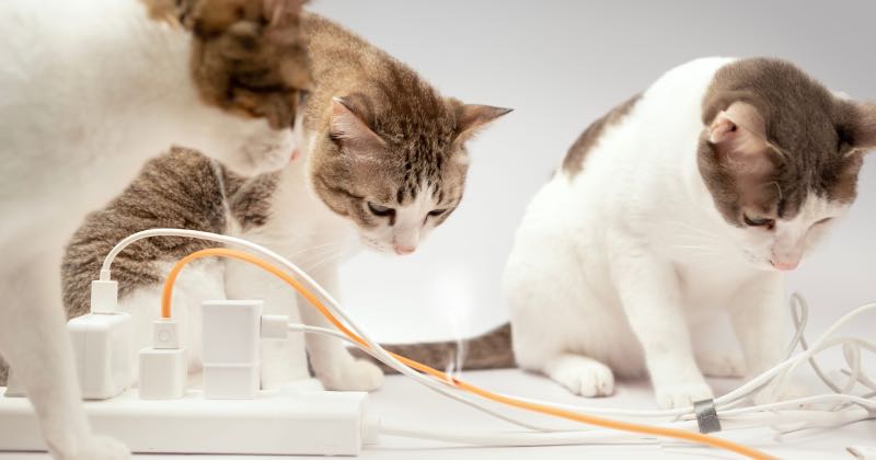 Cómo proteger su hogar de las mascotas
