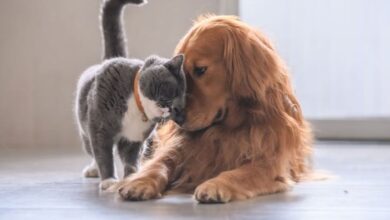 El poder de los suplementos y probióticos para mascotas