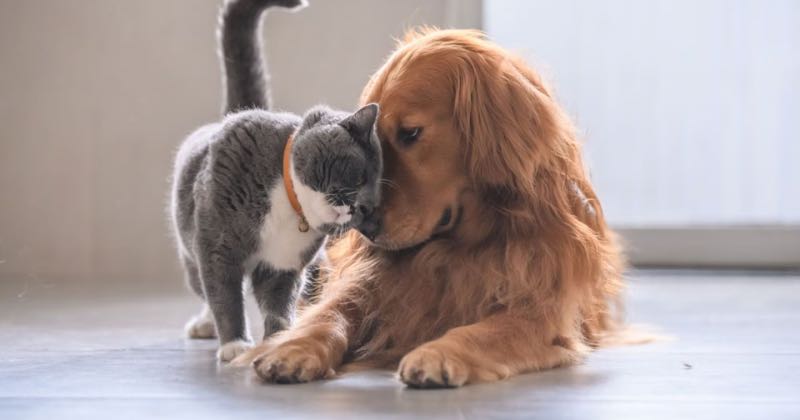 El poder de los suplementos y probióticos para mascotas