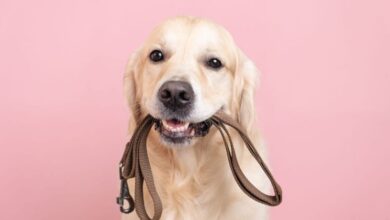 Entrenamiento con correa para perros y cómo evitar agresiones con correa