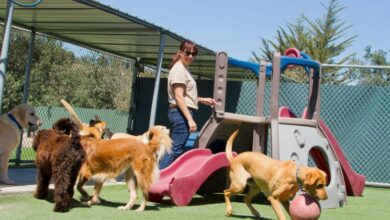 Explorando el mundo de las guarderías caninas