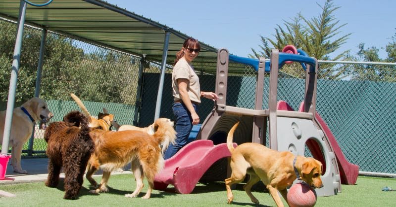 Explorando el mundo de las guarderías caninas
