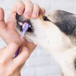 Guía de cuidado dental para perros