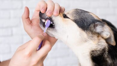 Guía de cuidado dental para perros