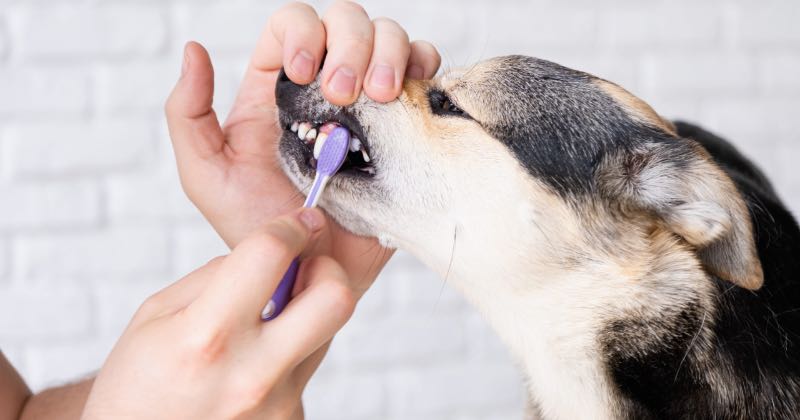 Guía de cuidado dental para perros