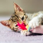 ¿Qué viene en las cajas de suscripción para mascotas?