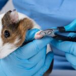 ¿Necesito cortar las uñas de los conejillos de Indias?