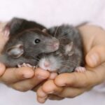 especies de roedores debo adquirir