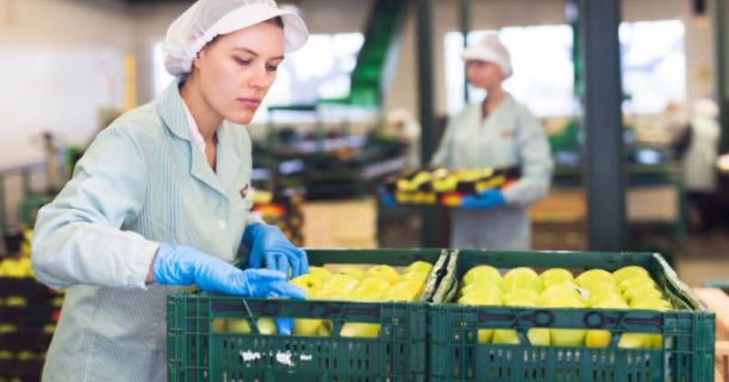 EMPLEOS DE EMPAQUE DE VEGETALES