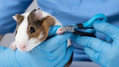 Do I need to trim my guinea pigs nails?