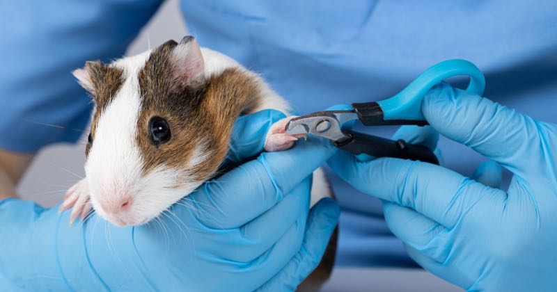 Do I need to trim my guinea pigs nails?