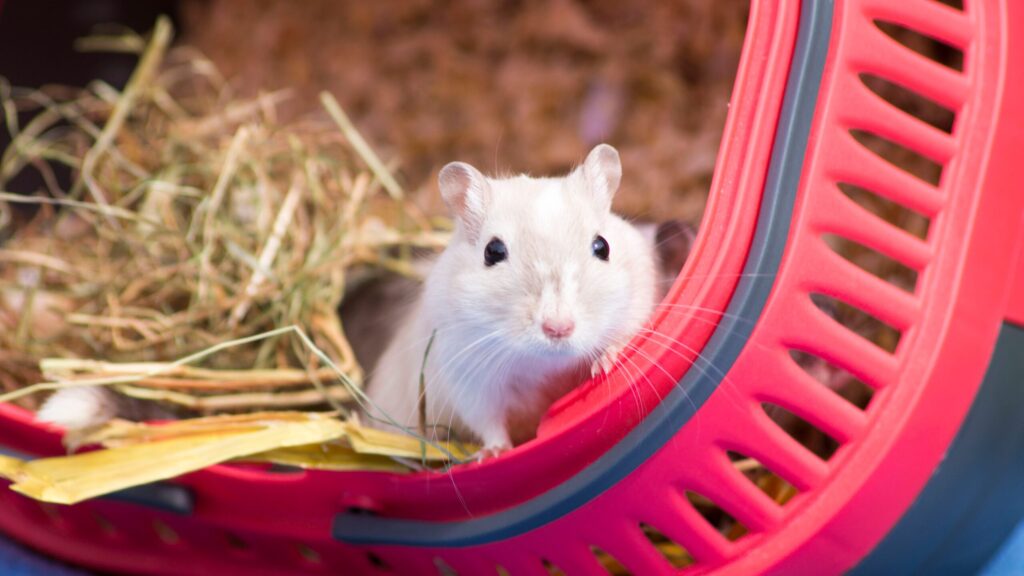 Which rodent species is right for you?