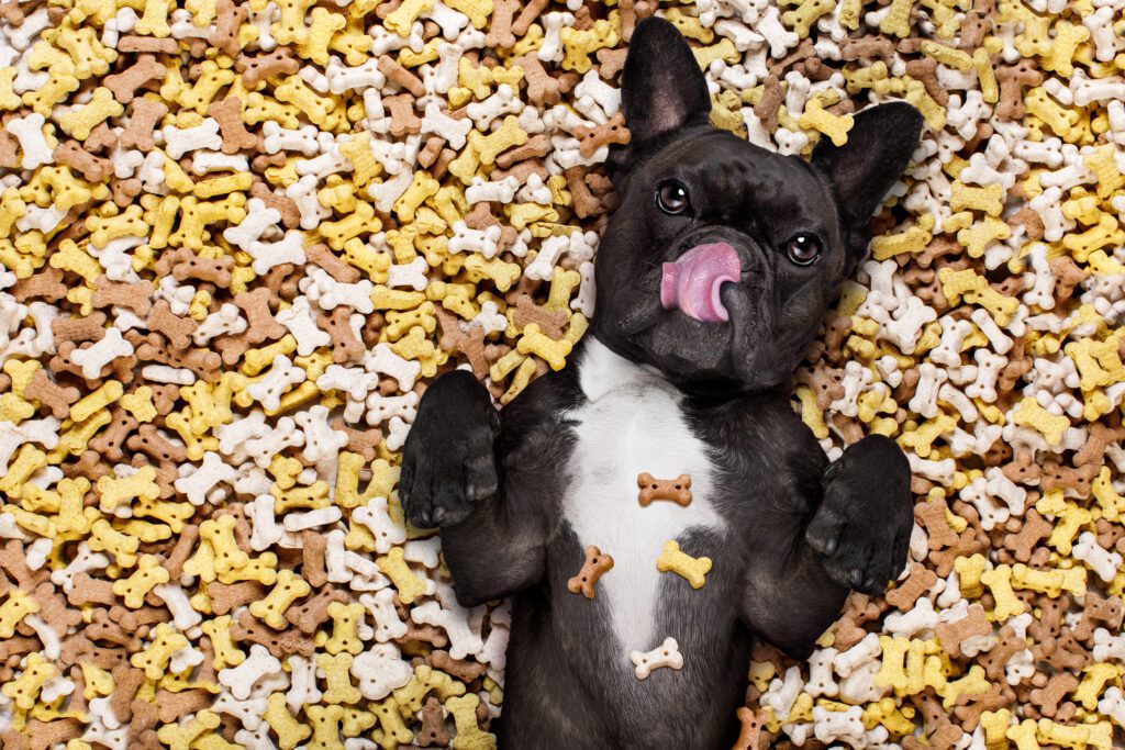 Además de los probióticos, los suplementos para mascotas ofrecen beneficios específicos para diversos aspectos de la salud de su perro.