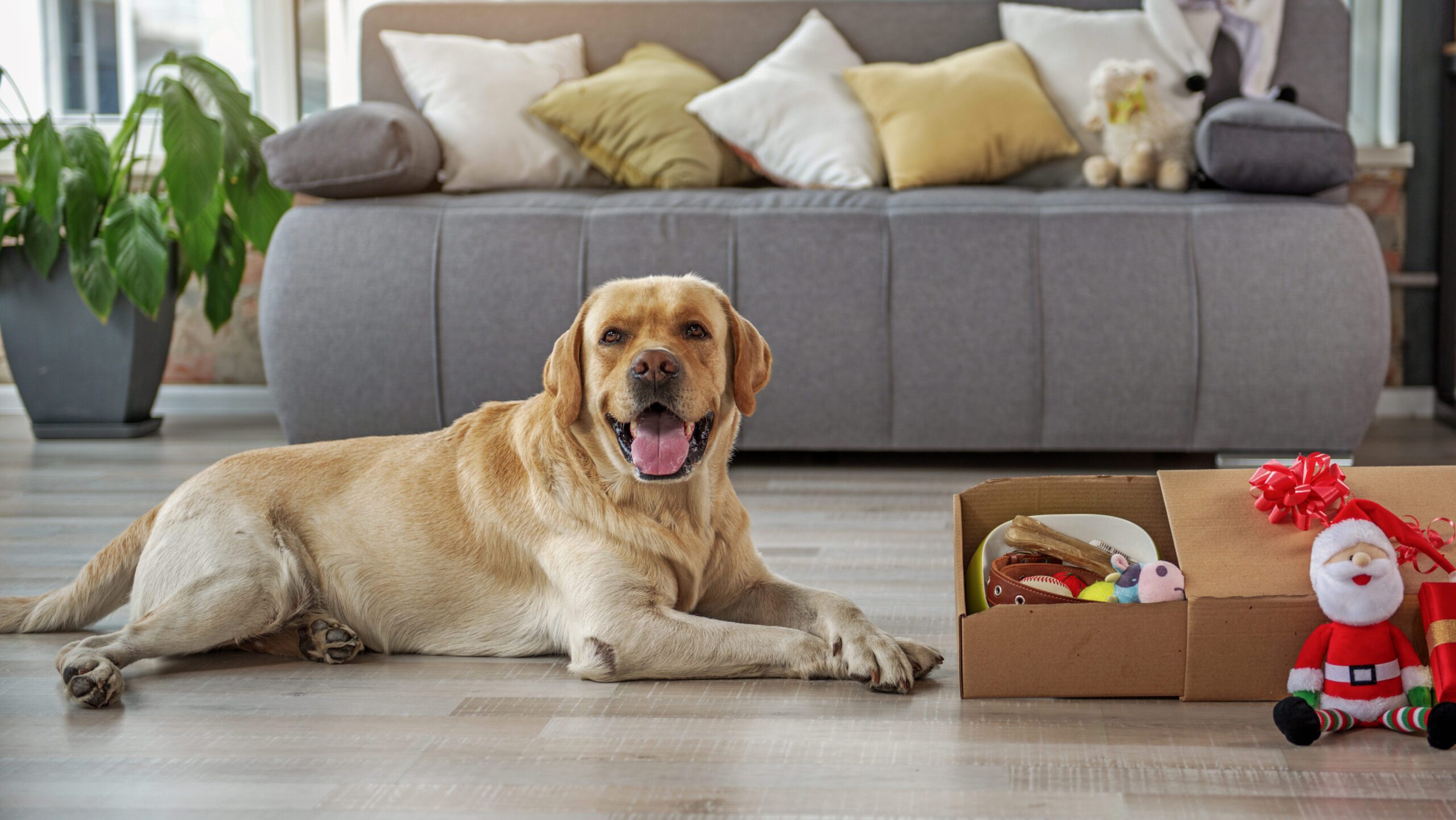 Una caja de suscripción para mascotas es un paquete seleccionado de productos relacionados con las mascotas que generalmente se entrega mensualmente.
