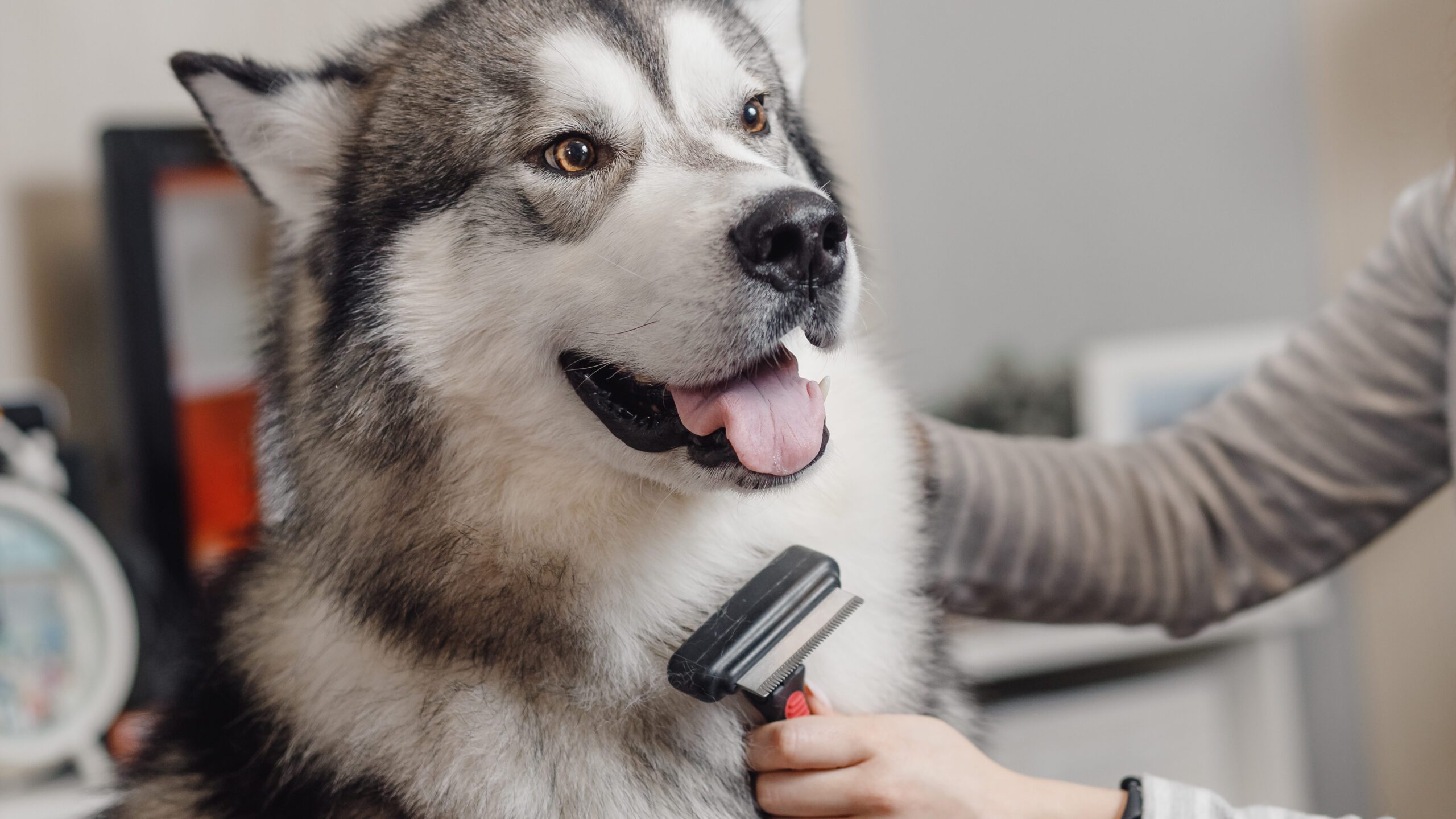 Dueño utilizando un importante cepillo de aseo para perros en su husky, quien parece estar disfrutando de la atención y los efectos refrescantes de recibir un buen cepillado.