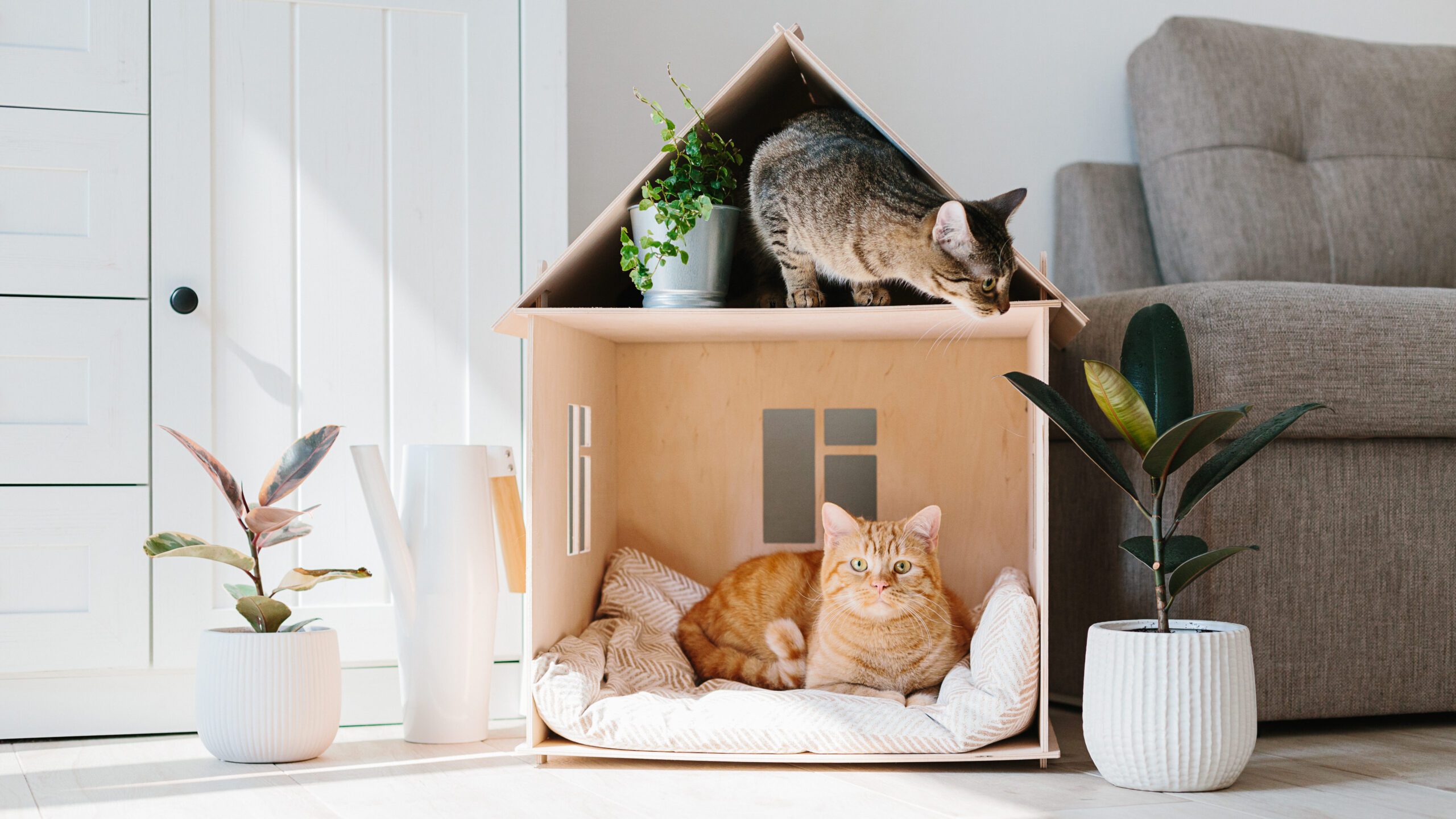 Dos gatos sentados en su cama para gatos y uno de ellos extiende la mano para investigar una planta que se encuentra al lado de la cama.