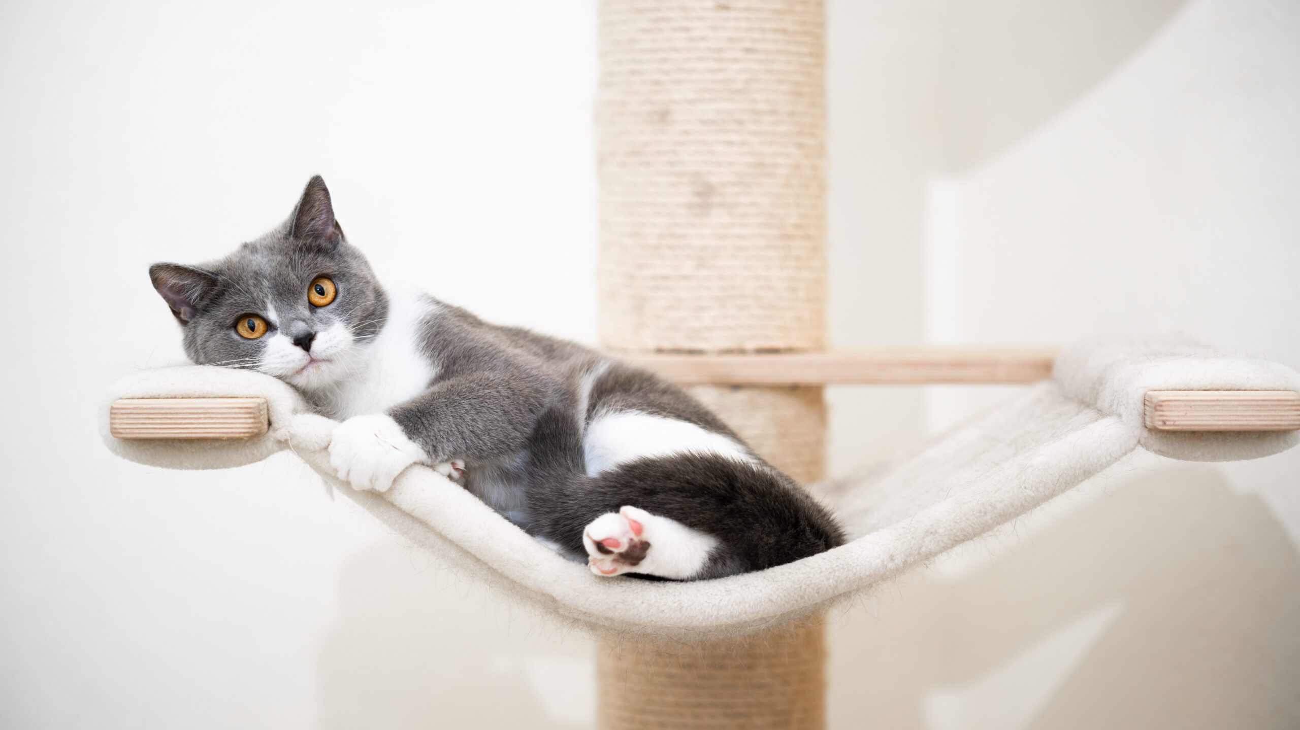Las tumbonas y los postes rascadores para gatos son formas ideales de proteger su hogar de las mascotas, ya que las mantienen distraídas cuando usted no está en casa y las cansan.