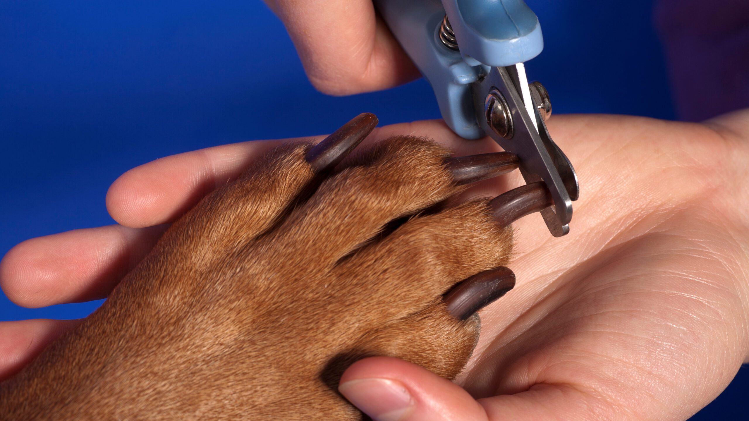 Perro al que su dueño le corta las uñas con un cortaúñas especial para perros