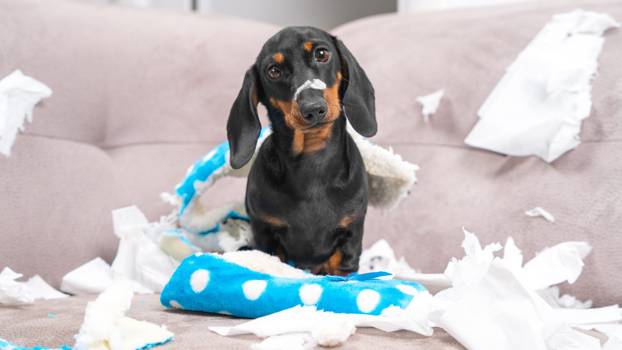 Un pequeño perro salchicha se saltó las medidas de protección que sus dueños habían adoptado en su casa y se declaró culpable por un juguete de peluche completamente destruido