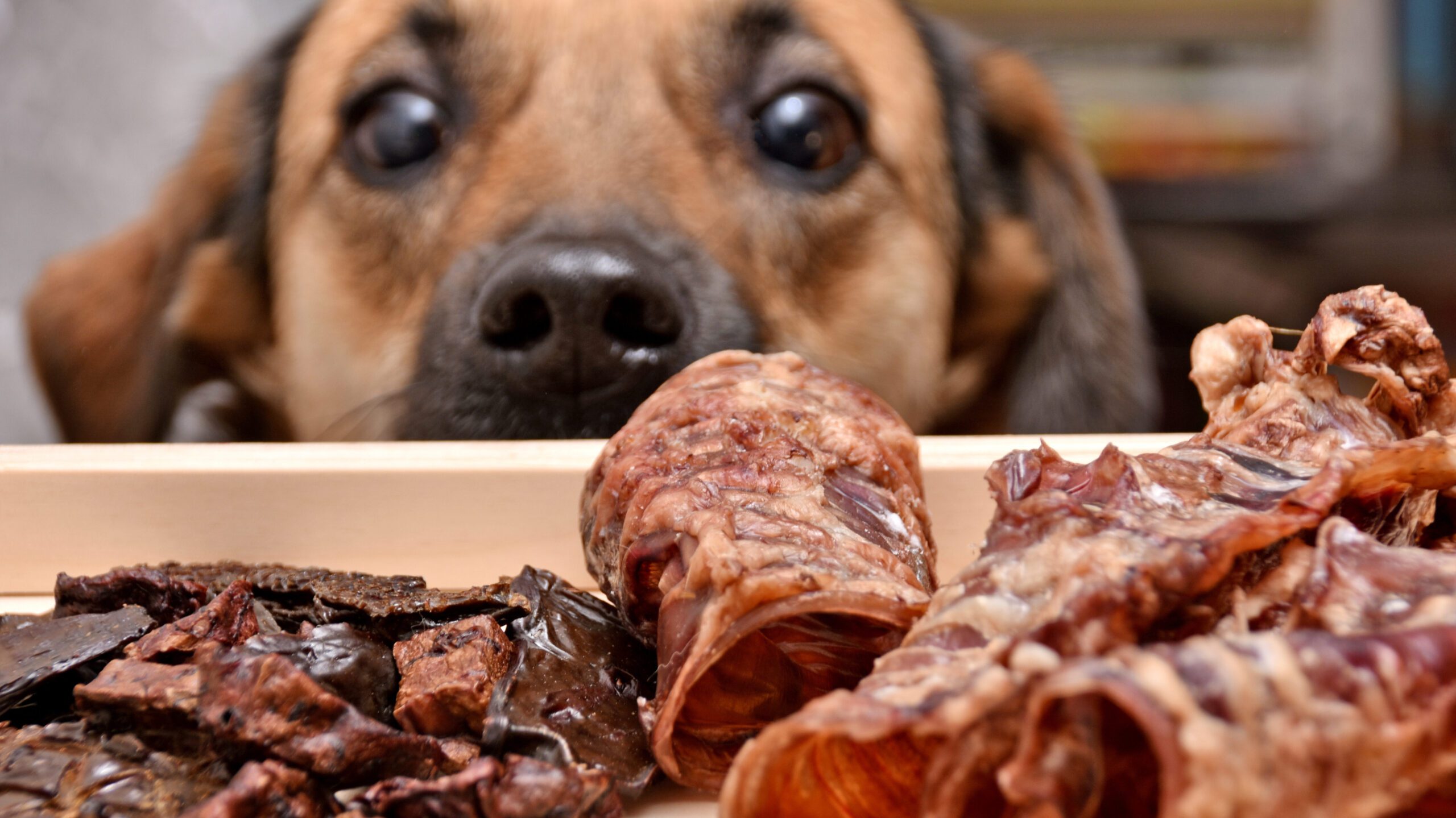 Lindo perro mirando un plato grande de golosinas y huesos para perros. Es importante saber sobre los alimentos peligrosos para los perros para mantener a tu mascota sana