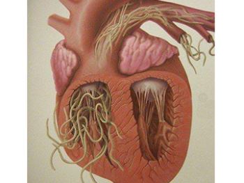 La imagen tiene un atributo ALT vacío; su nombre de archivo es 014.jpg