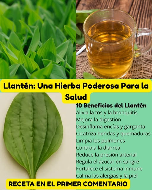 Llantén, planta medicinal