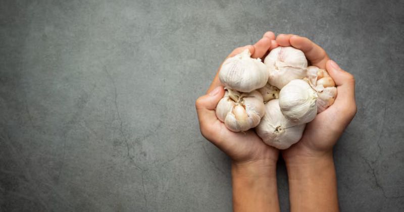 Poder Curativo del Ajo