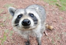 Meet the Resolute Raccoon: Ubuntu Unveils Its Striking New Wallpaper