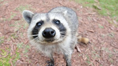 Meet the Resolute Raccoon: Ubuntu Unveils Its Striking New Wallpaper