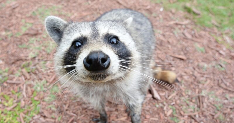 Meet the Resolute Raccoon: Ubuntu Unveils Its Striking New Wallpaper