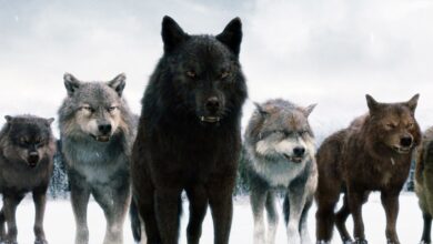 Twilight: The Most Divisive Novel of the Century and Its Box Office Empire