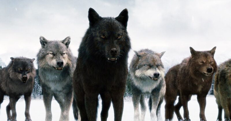 Twilight: The Most Divisive Novel of the Century and Its Box Office Empire