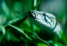 The Python Hunt: La intensa batalla en los Everglades contra las serpientes invasoras
