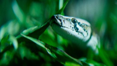 The Python Hunt: La intensa batalla en los Everglades contra las serpientes invasoras