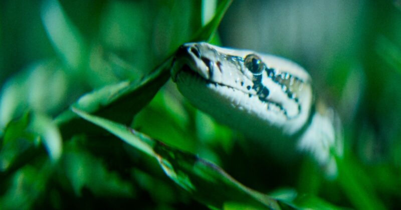 The Python Hunt: La intensa batalla en los Everglades contra las serpientes invasoras