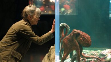 Sumérgete en Remarkably Bright Creatures antes del esperado estreno con Sally Field en Netflix