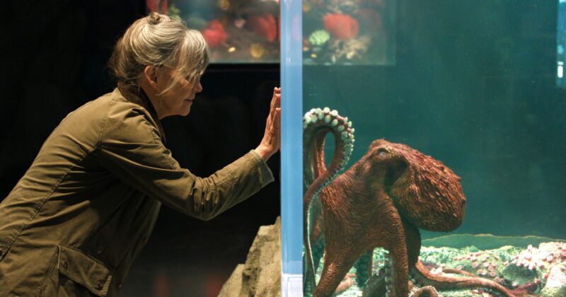 Sumérgete en Remarkably Bright Creatures antes del esperado estreno con Sally Field en Netflix