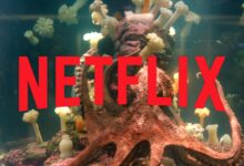 Remarkably Bright Creatures: la película de misterio y fantasía que conquista Netflix y destrona récords