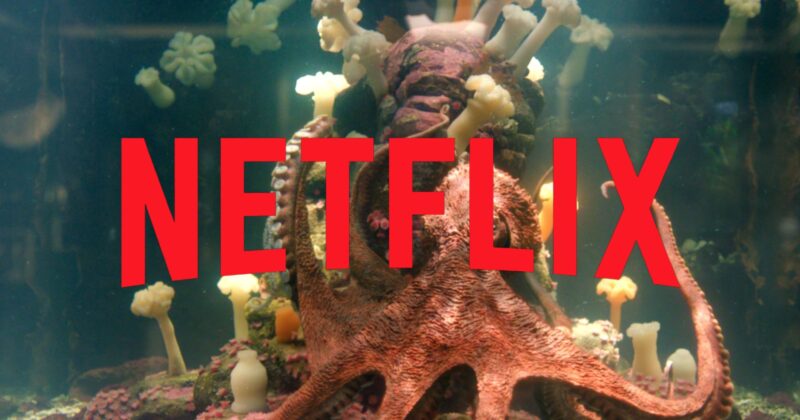 Remarkably Bright Creatures: la película de misterio y fantasía que conquista Netflix y destrona récords