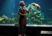 Remarkably Bright Creatures: El elenco estelar que da vida a la película de Netflix