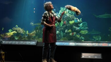 Remarkably Bright Creatures: El elenco estelar que da vida a la película de Netflix