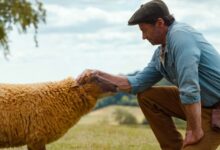 El Reparto de Voces de The Sheep Detectives: Descubre Quién Da Voz a Cada Oveja en este Fenómeno Animado
